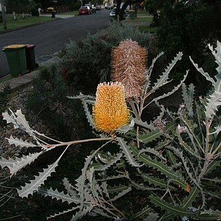 Banksia borealis unspecified picture