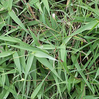 Arundo formosana unspecified picture