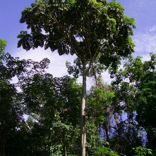 Artocarpus anisophyllus unspecified picture