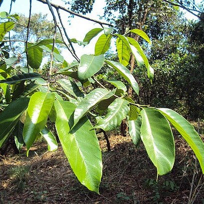 Artocarpus gomezianus unspecified picture