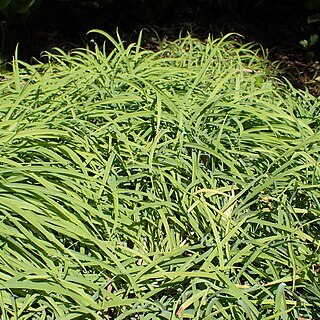 Arthropodium candidum unspecified picture