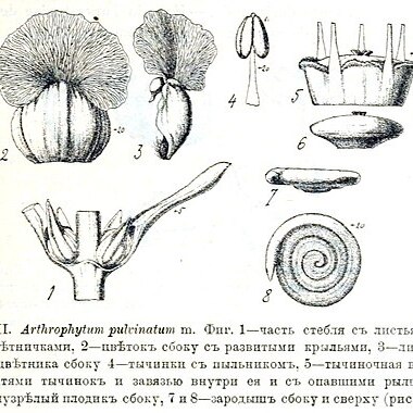 Arthrophytum pulvinatum unspecified picture