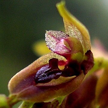 Acianthera freyi unspecified picture