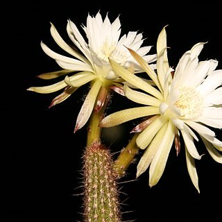 Arthrocereus melanurus subsp. odorus unspecified picture