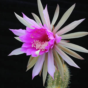 Arthrocereus rondonianus unspecified picture