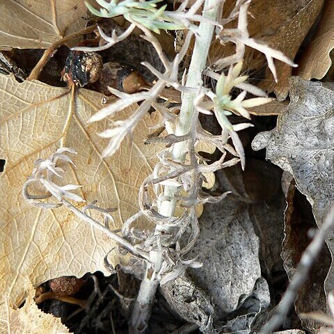 Artemisia ludoviciana subsp. albula unspecified picture