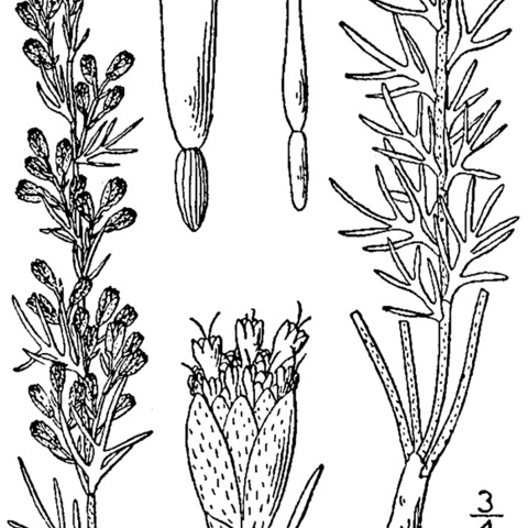 Artemisia carruthii unspecified picture