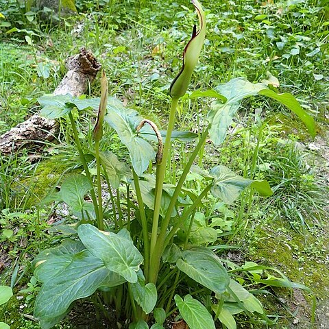 Arum hygrophilum unspecified picture