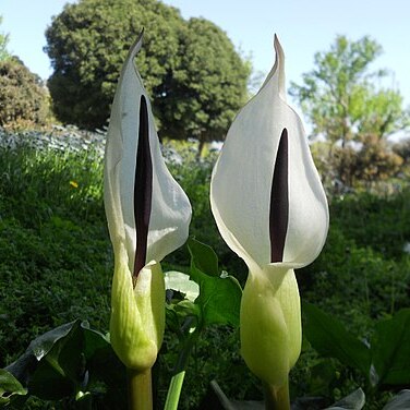 Arum idaeum unspecified picture