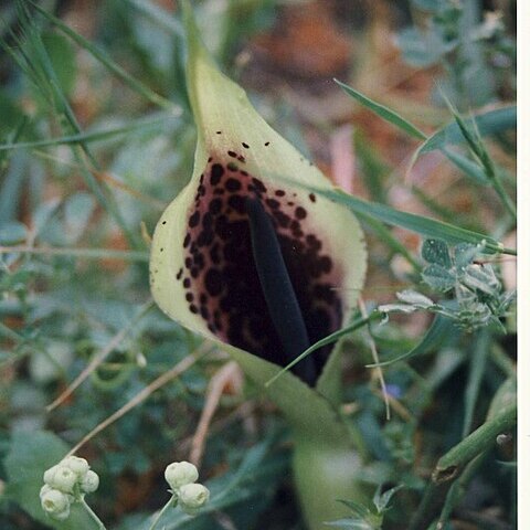 Arum dioscoridis unspecified picture