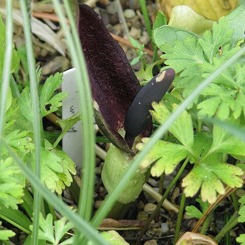 Arum elongatum unspecified picture