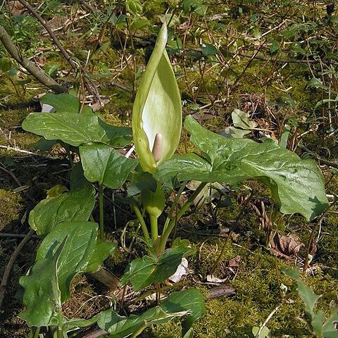 Arum unspecified picture