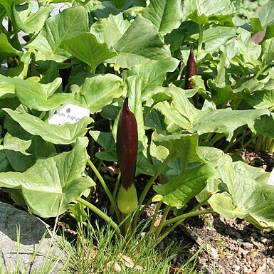 Arum nigrum unspecified picture