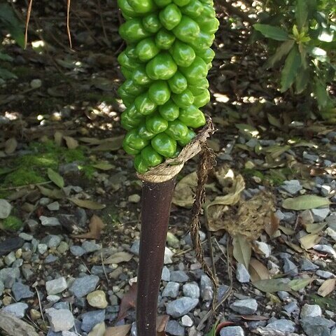 Arum purpureospathum unspecified picture