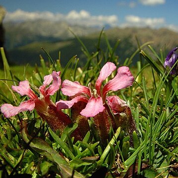 Saponaria pumilio unspecified picture