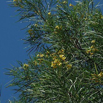 Astianthus viminalis unspecified picture