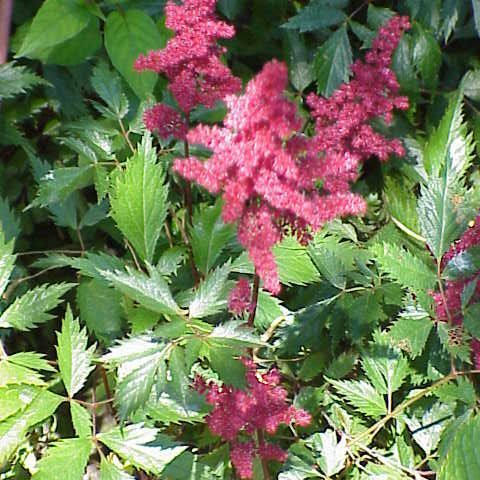 Astilbe unspecified picture