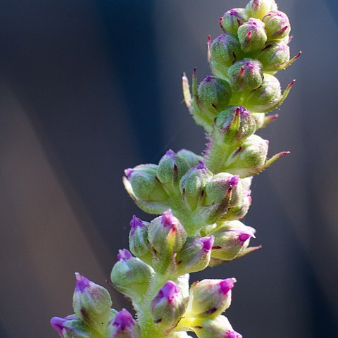 Astilbe microphylla unspecified picture