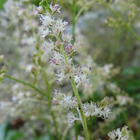 Astilbe simplicifolia unspecified picture