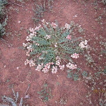 Astragalus physodes unspecified picture