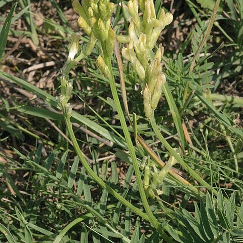 Astragalus asper unspecified picture