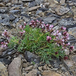 Astragalus tolmaczevii unspecified picture