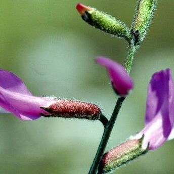 Astragalus mayeri unspecified picture