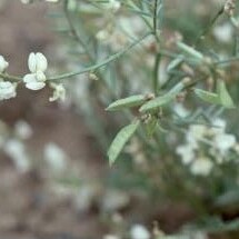 Astragalus mulfordiae unspecified picture