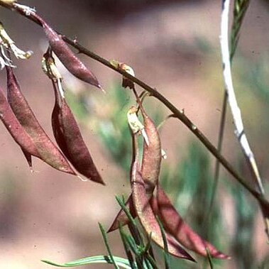 Astragalus ripleyi unspecified picture