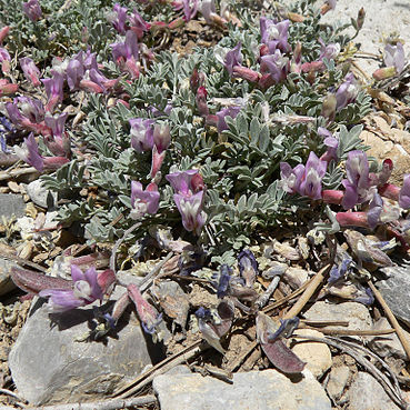 Astragalus calycosus unspecified picture