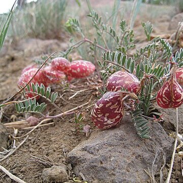 Astragalus whitneyi unspecified picture