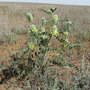 Astragalus vulpinus unspecified picture