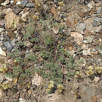 Astragalus obscurus unspecified picture