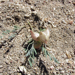 Astragalus nutans unspecified picture