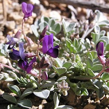 Astragalus albens unspecified picture