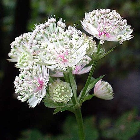 Astrantia unspecified picture