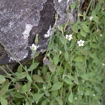 Arenaria deflexa unspecified picture