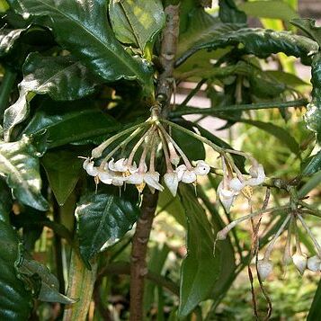 Ardisia unspecified picture