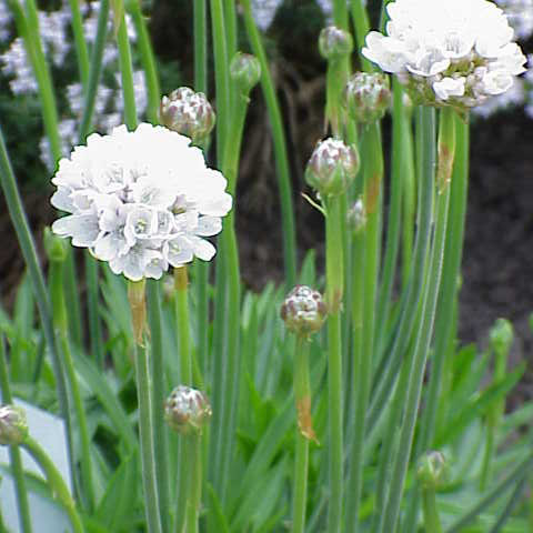 Armeria pseudoarmeria unspecified picture