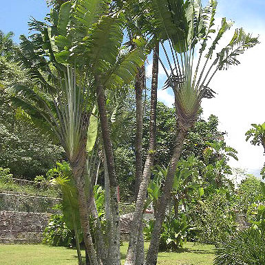 Strelitziaceae unspecified picture