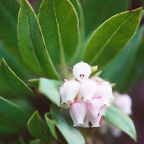 Arctostaphylos virgata unspecified picture