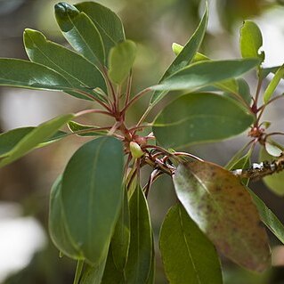 Arbutus arizonica unspecified picture