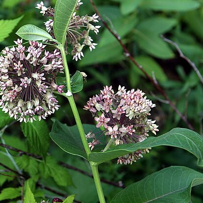 Asclepias unspecified picture