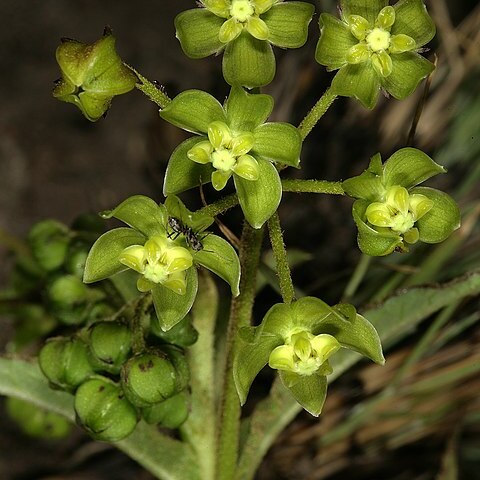 Asclepias fulva unspecified picture