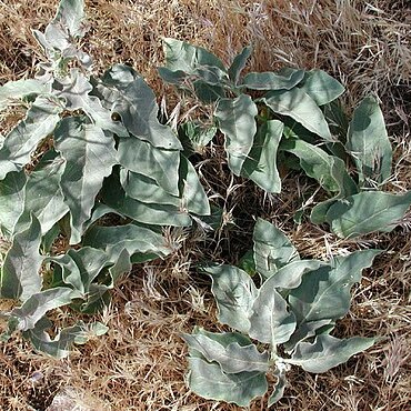 Asclepias nyctaginifolia unspecified picture