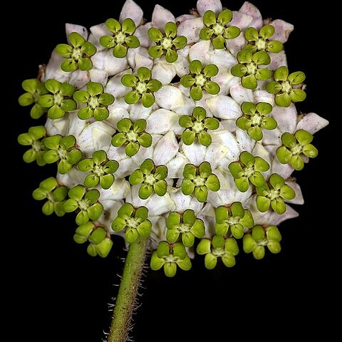 Asclepias albens unspecified picture