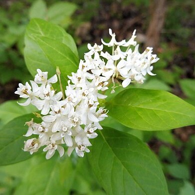 Asclepias texana unspecified picture