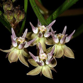 Asclepias brevipes unspecified picture