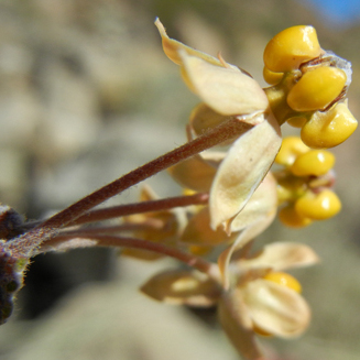 Asclepias albicans unspecified picture