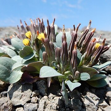 Askellia pygmaea unspecified picture